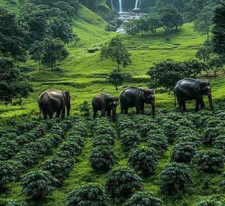 BANGLORE MYSORE & OOTY HONEYMON PACKAGE