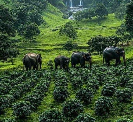 BANGLORE MYSORE & OOTY HONEYMON PACKAGE