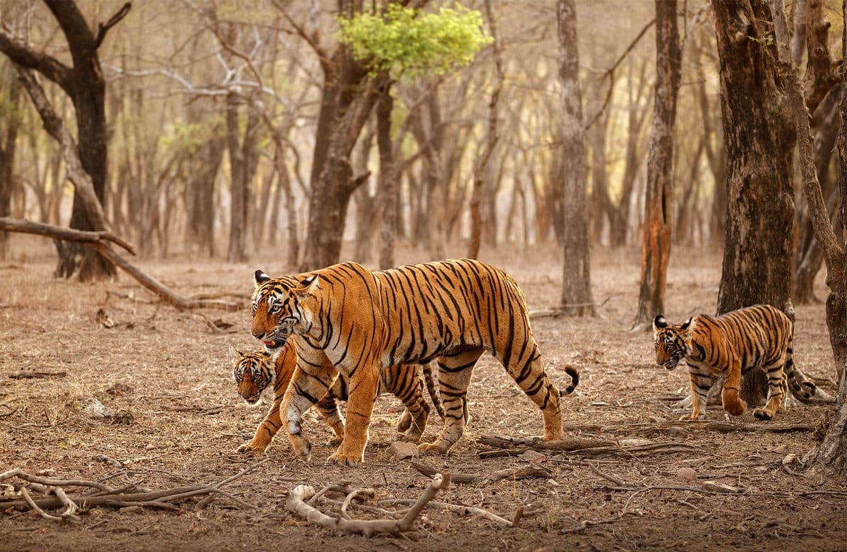 RAJASTHAN TOUR WITH DELHI , AGRA & RANTHAMBORE AND JAIPUR