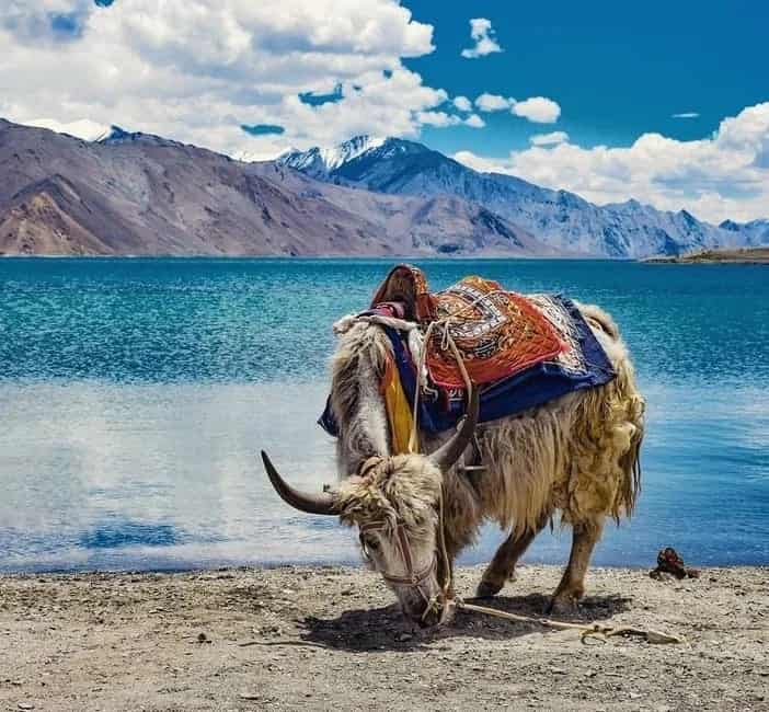 LEH NUBRA VALLEY & PANGONG LAKE
