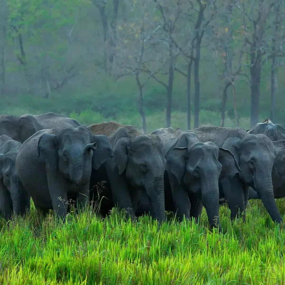 (PERIYAR) THEKKADY TOUR PACKAGE