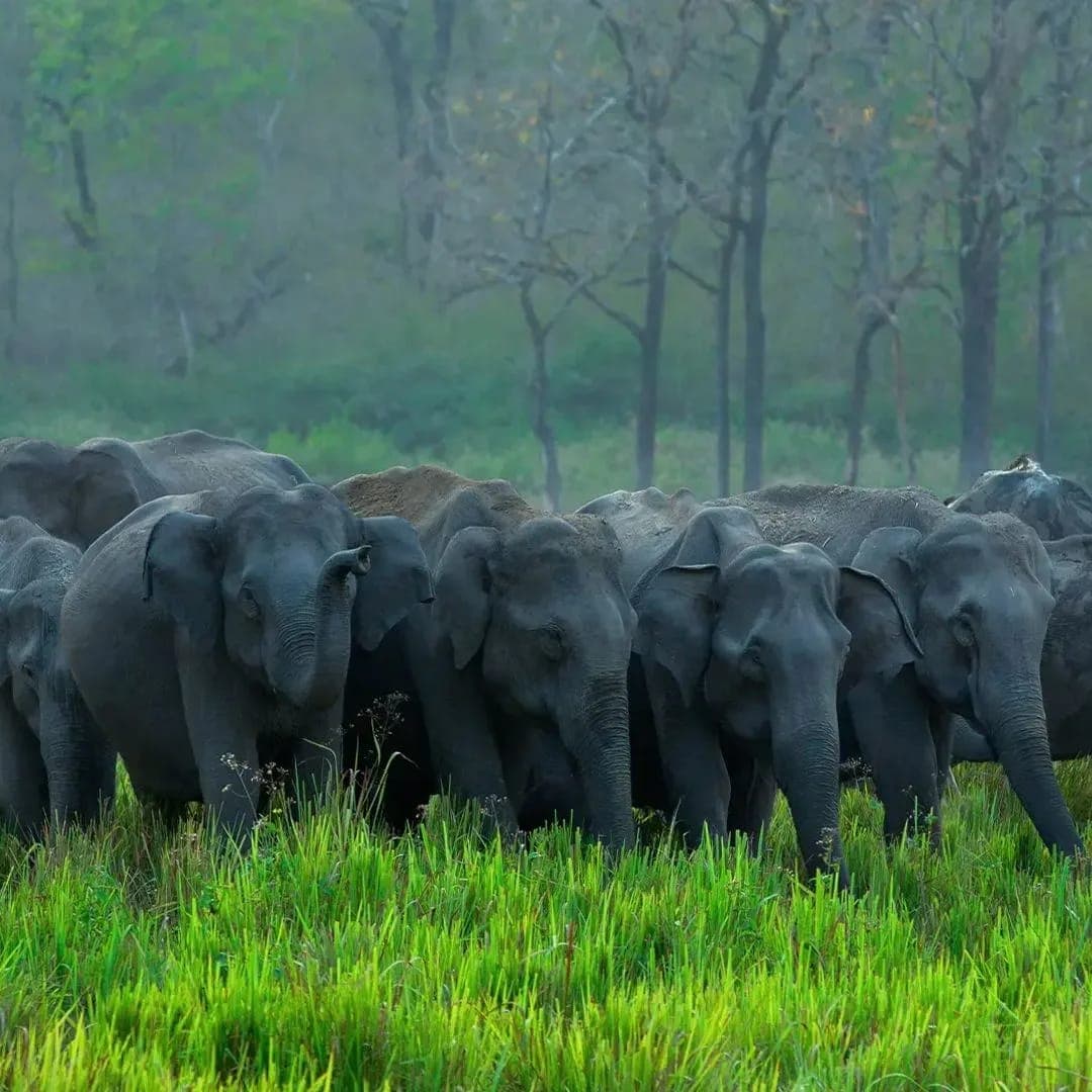 (PERIYAR) THEKKADY TOUR PACKAGE