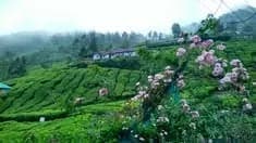 MUNNAR THEKKDAY SPECIAL TOUR