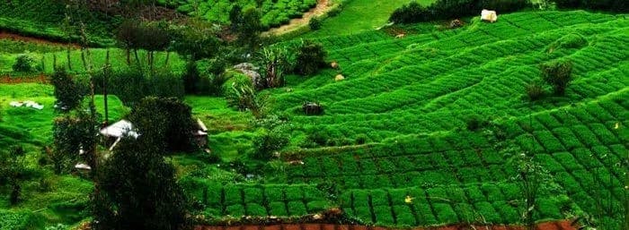 MUNNAR THEKKDAY SPECIAL TOUR