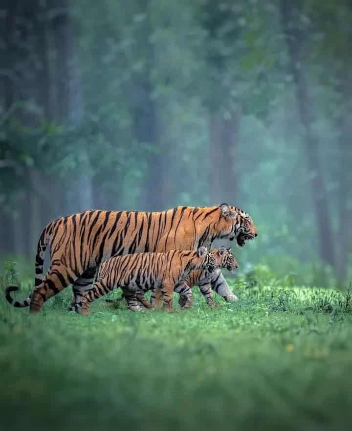 ROMANTIC KERALA TOUR