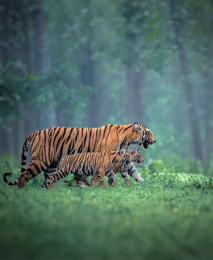 ROMANTIC KERALA TOUR