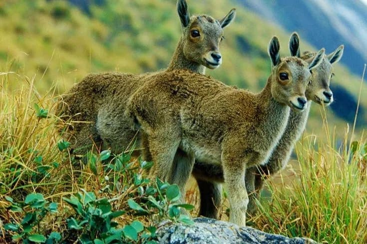 ROMANTIC KERALA TOUR