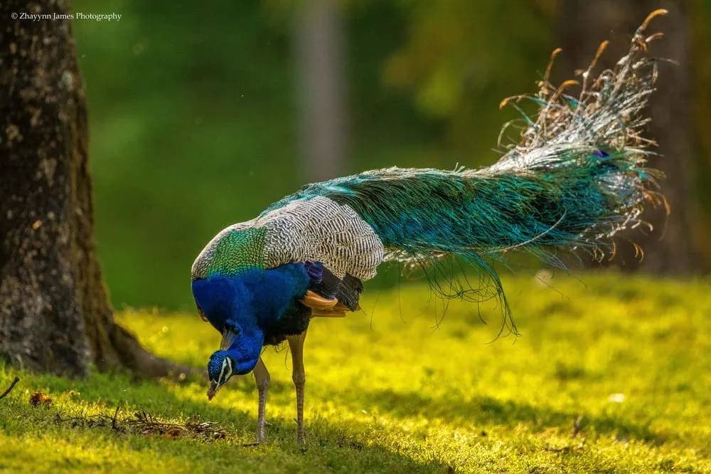 JIM CORBEET TOUR PACKAGE