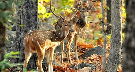 PENCH NATIONAL PARK WILDLIFE TOUR