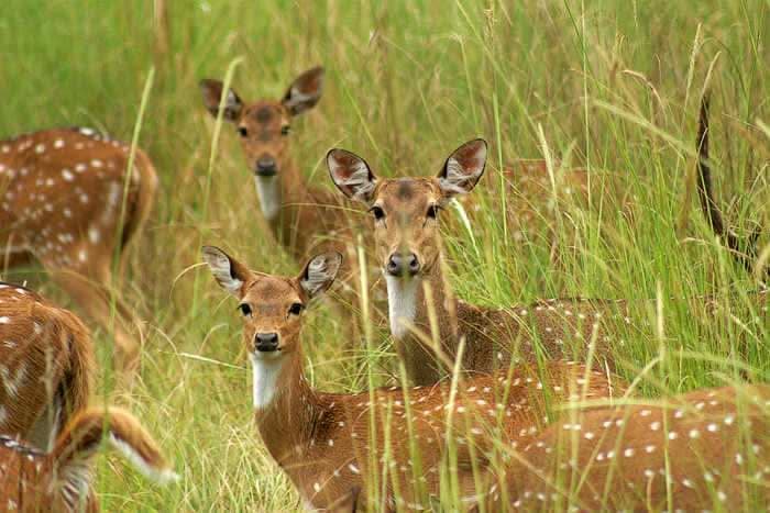 PENCH NATIONAL PARK WILDLIFE TOUR