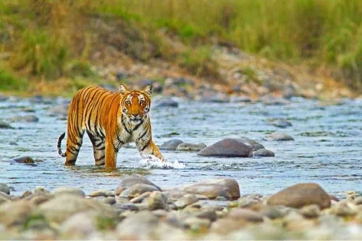 NAINITAL , RANIKHET & CORBEET TOUR