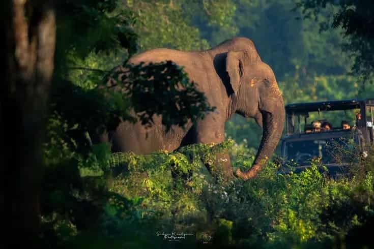 Kaziranga Tour Package
