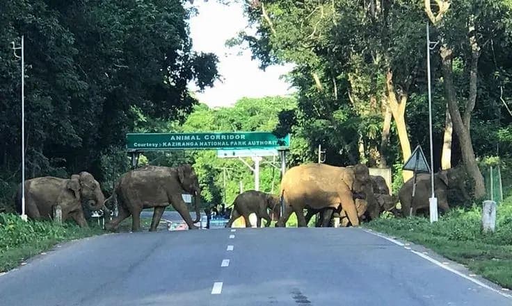 Kaziranga Tour Package