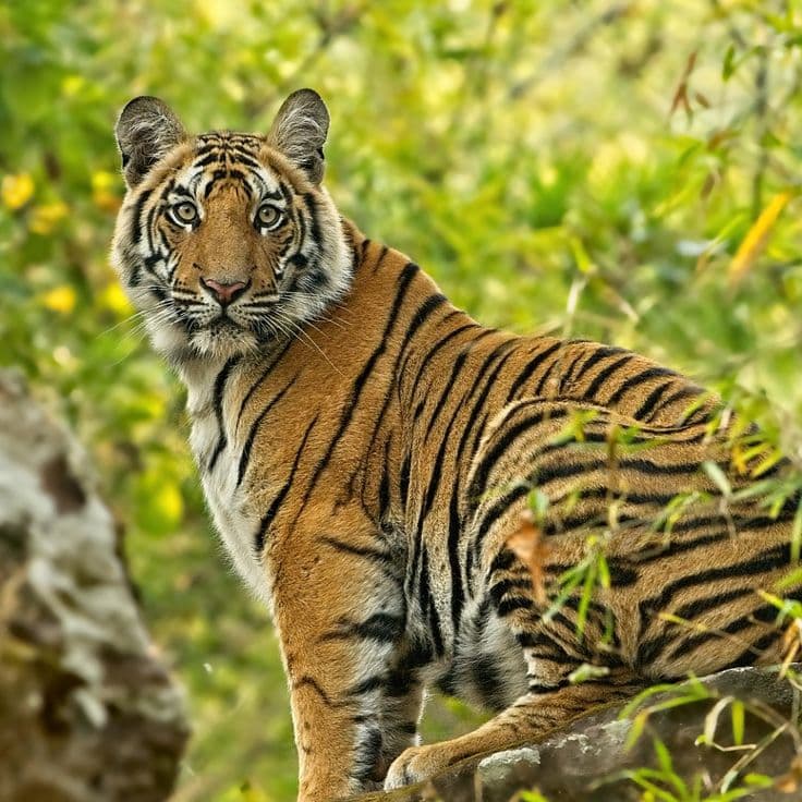 MADHYA PARDEH WILDLIFE TOUR