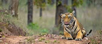SAPUTRA NATIONAL PARK WILDLIFE TOUR PACKAGE