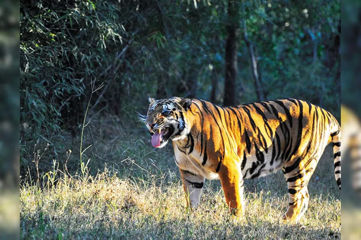 Best Madhya Pradesh Tour Packages from Noida | Wildlife, Heritage & Spiritual Tours - Travel Guide by Travel Murti