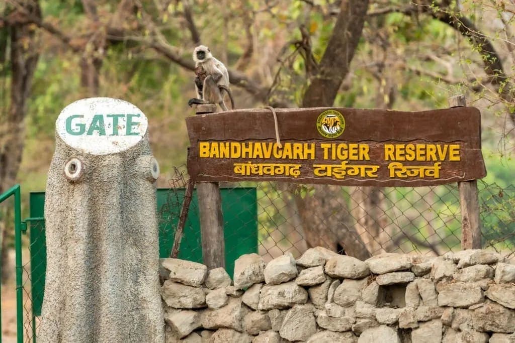 Tiger safari in Bandhavgarh National Park included in Madhya Pradesh Wildlife Tour Package