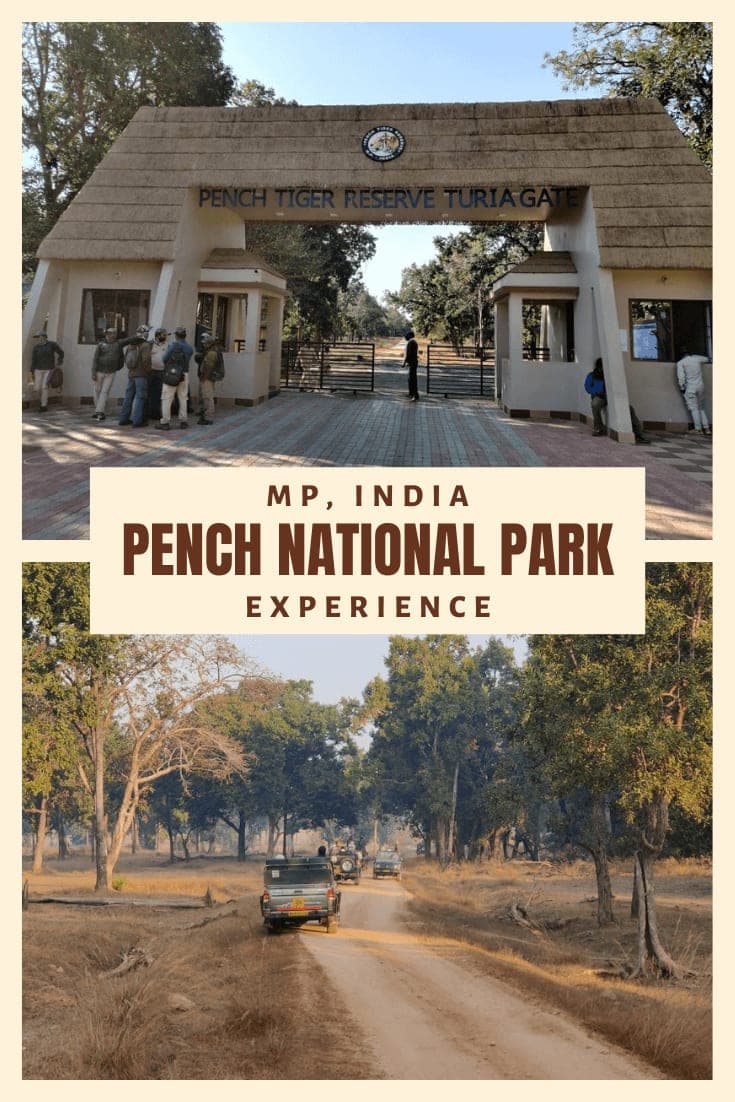 Tiger spotted during jeep safari in Pench National Park